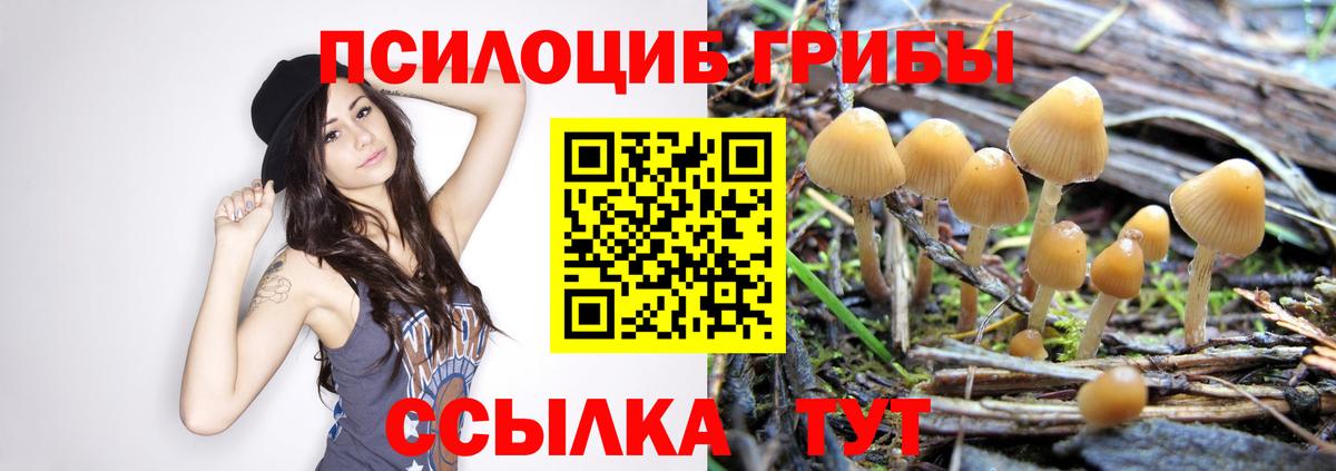 Саянск  Псилоцибиновые грибы Cubensis  Вход с VPN  Псилоцибиновые грибы мухоморы 